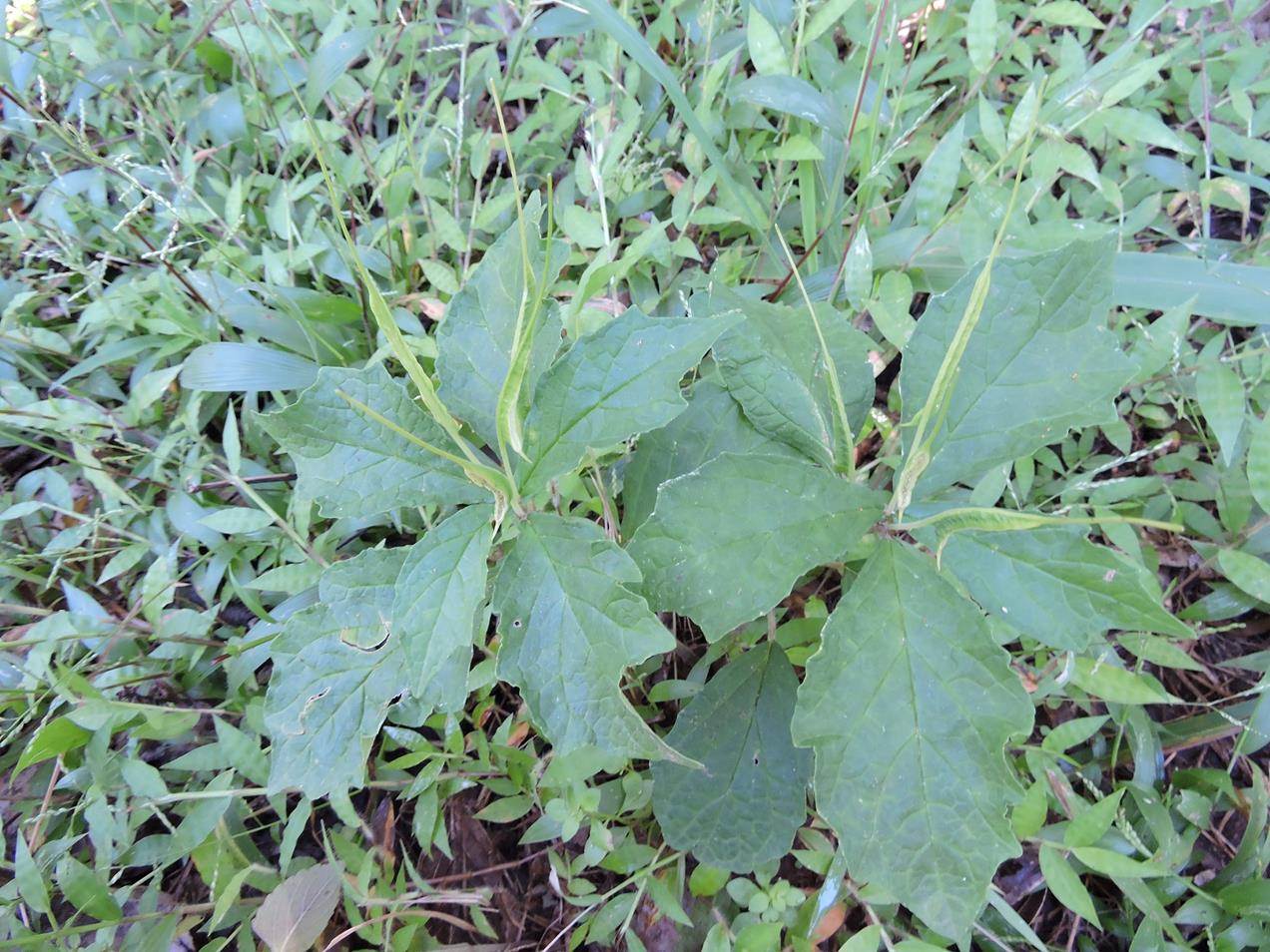 Dorstenia psilurus var. psilurus