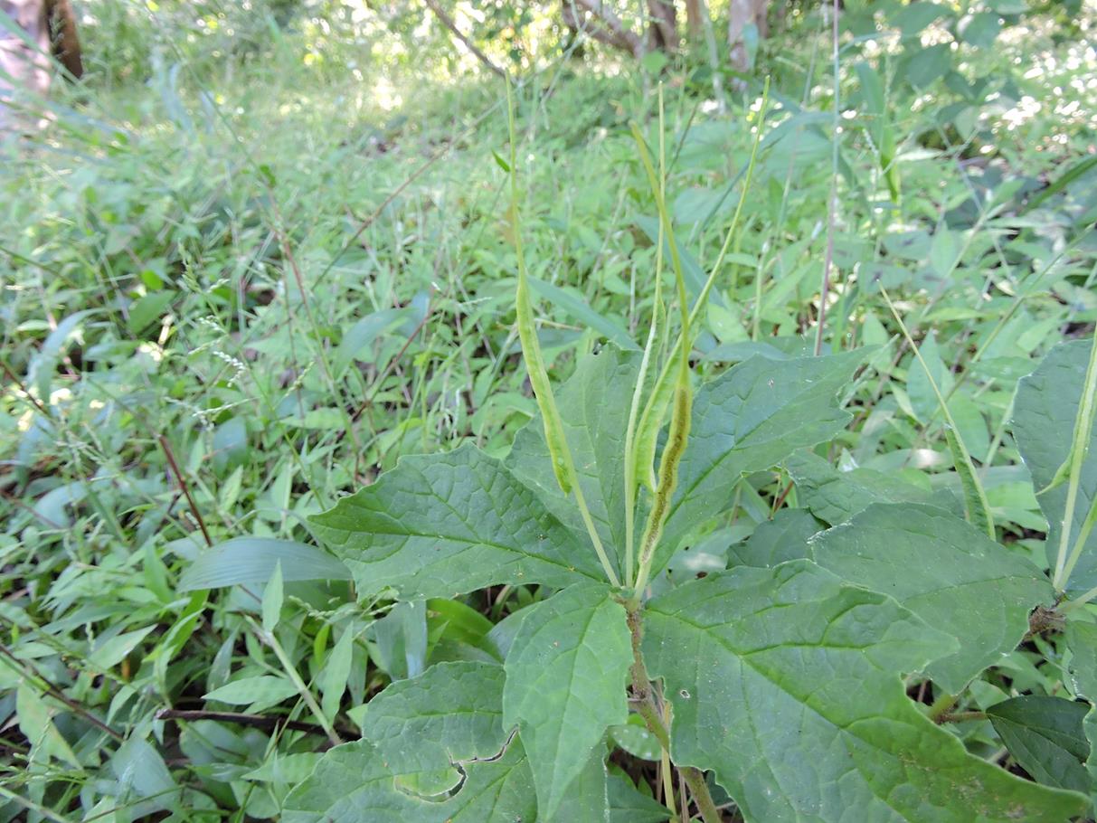 Dorstenia psilurus var. psilurus