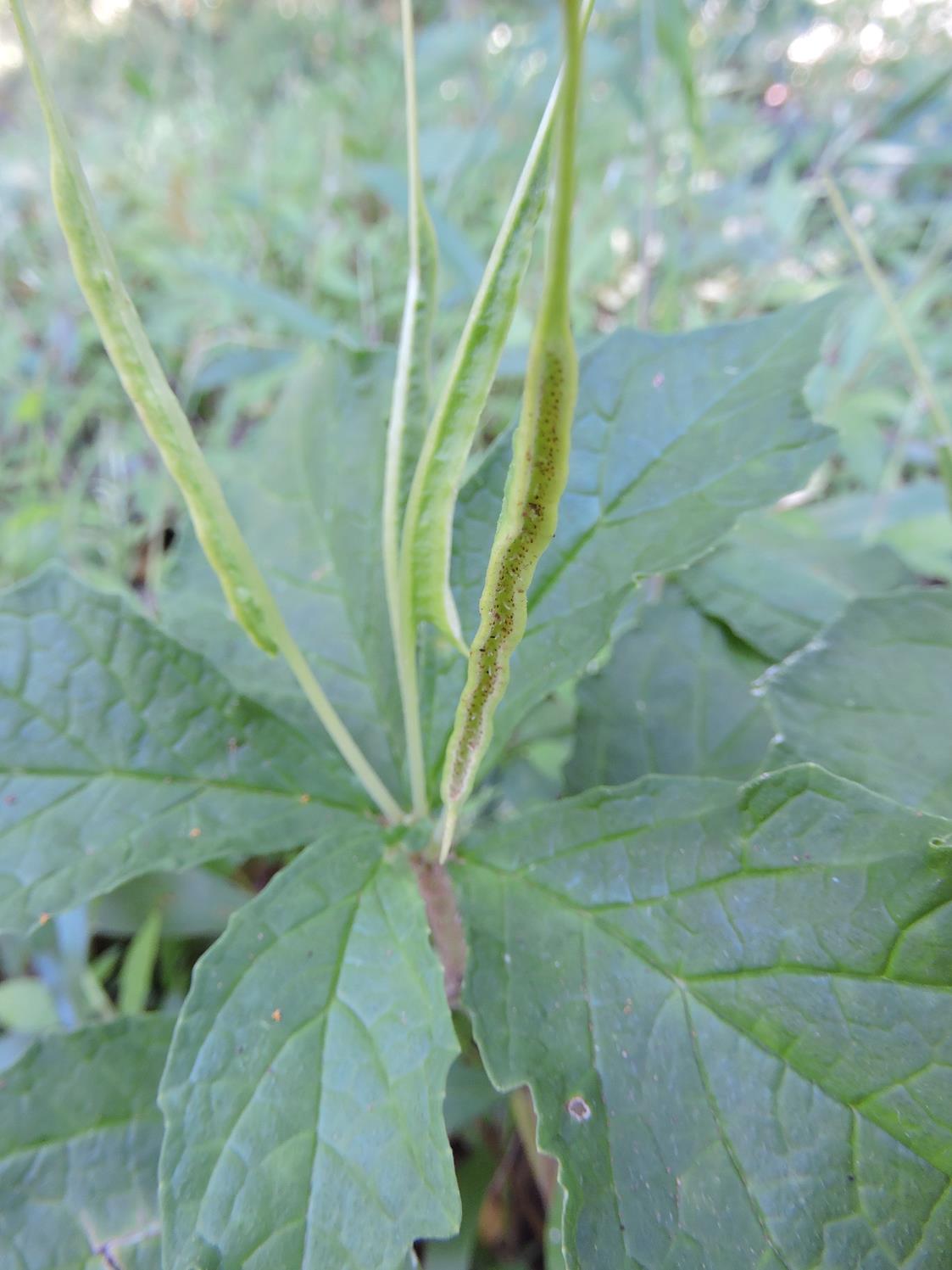 Dorstenia psilurus var. psilurus