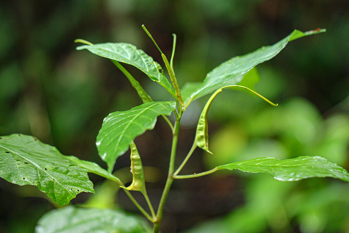 Dorstenia psilurus