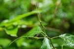 Dorstenia psilurus