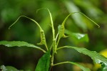 Dorstenia psilurus