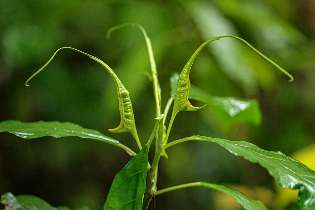 Dorstenia psilurus