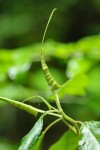 Dorstenia psilurus