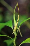 Dorstenia psilurus