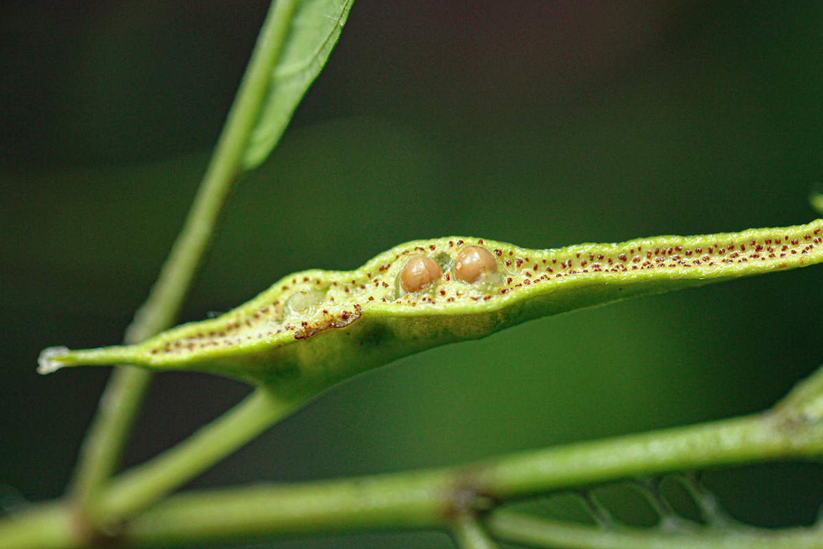 Dorstenia psilurus
