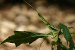 Dorstenia psilurus var. psilurus