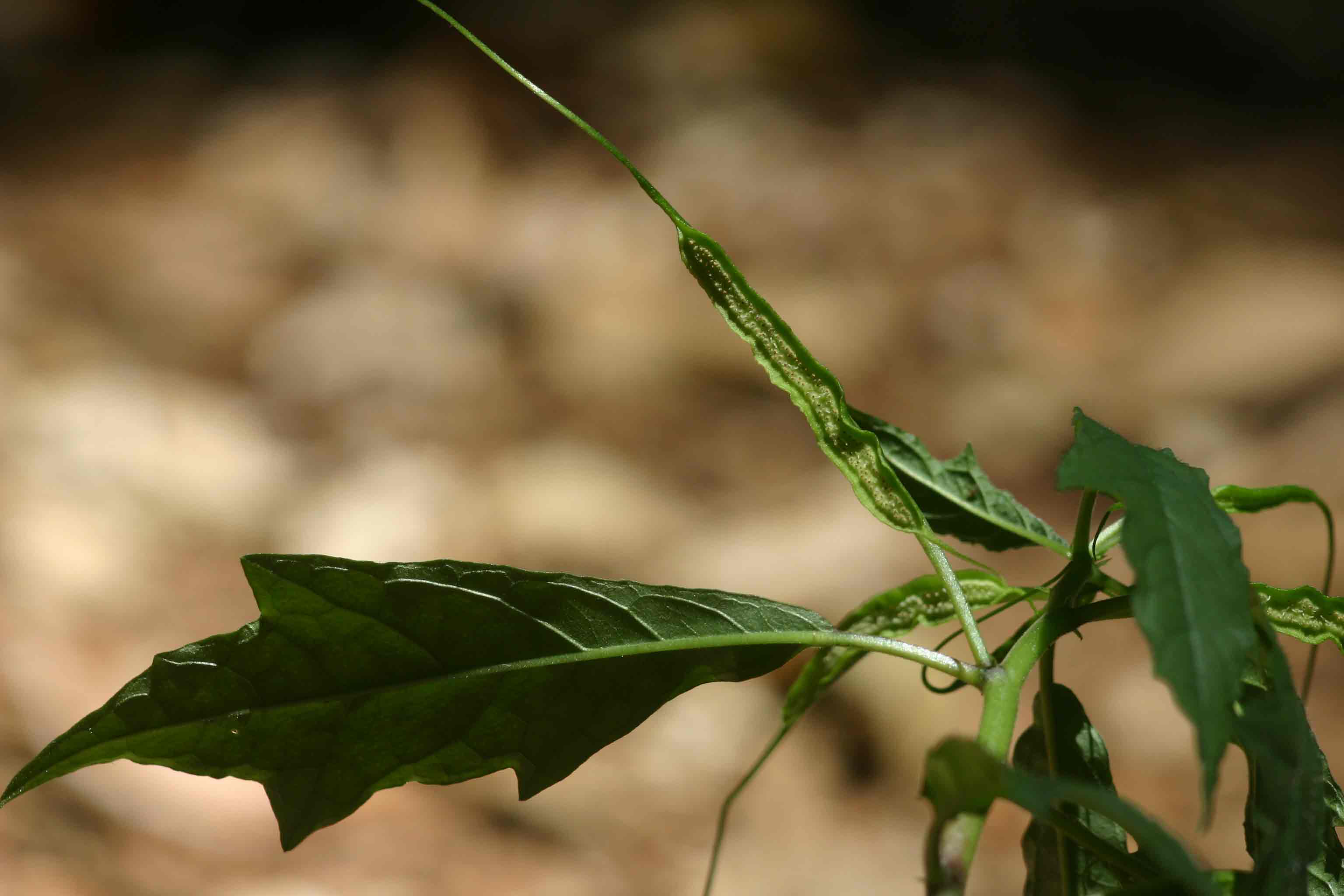 Dorstenia psilurus var. psilurus