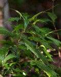 Dorstenia psilurus var. psilurus