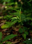 Dorstenia psilurus var. psilurus
