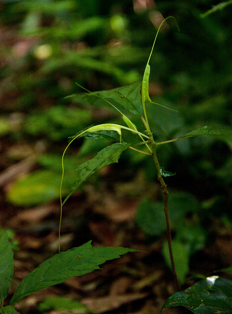 Dorstenia psilurus var. psilurus