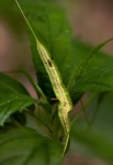 Dorstenia psilurus var. psilurus