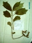 Dorstenia psilurus var. psilurus