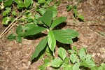 Dorstenia psilurus var. psilurus