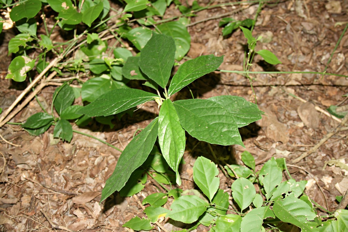Dorstenia psilurus var. psilurus