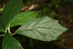 Dorstenia psilurus var. psilurus