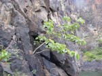 Ficus abutilifolia