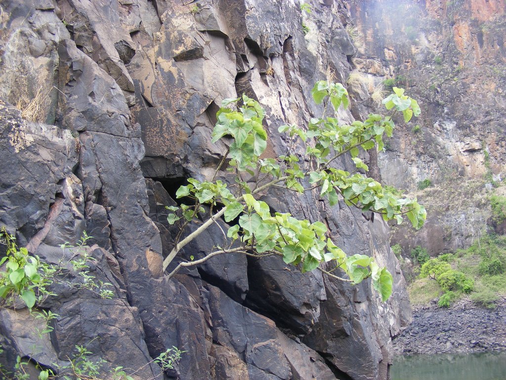 Ficus abutilifolia