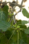 Ficus abutilifolia