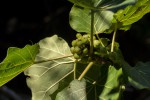 Ficus abutilifolia