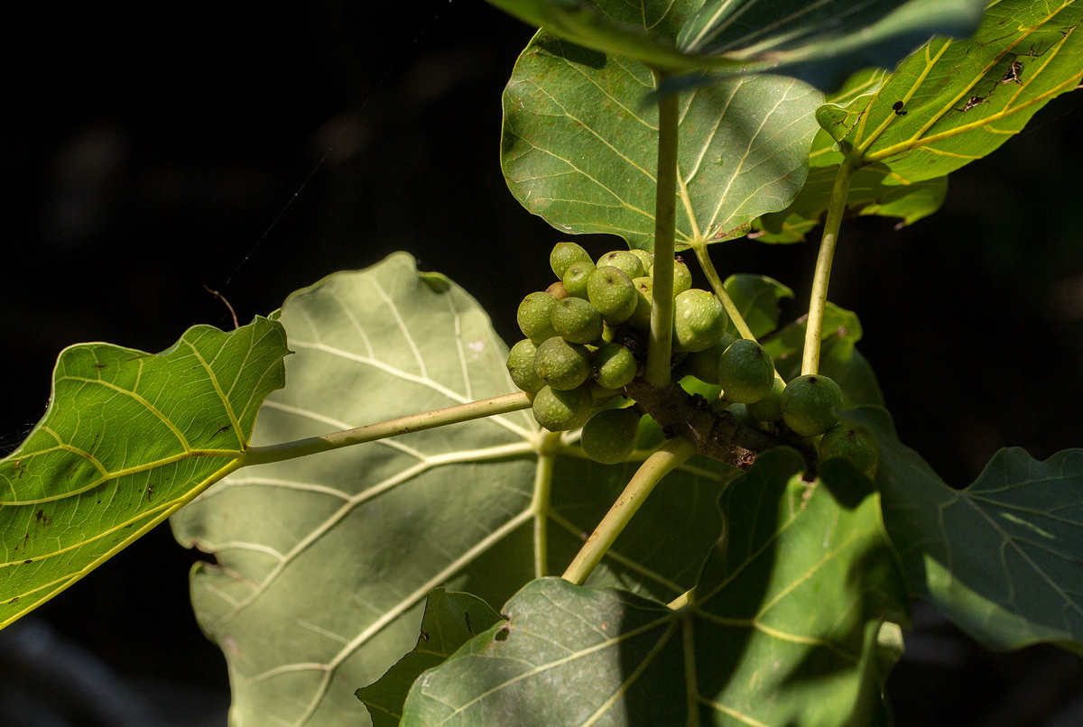 Ficus abutilifolia