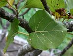 Ficus abutilifolia