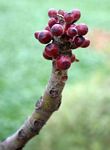 Ficus abutilifolia