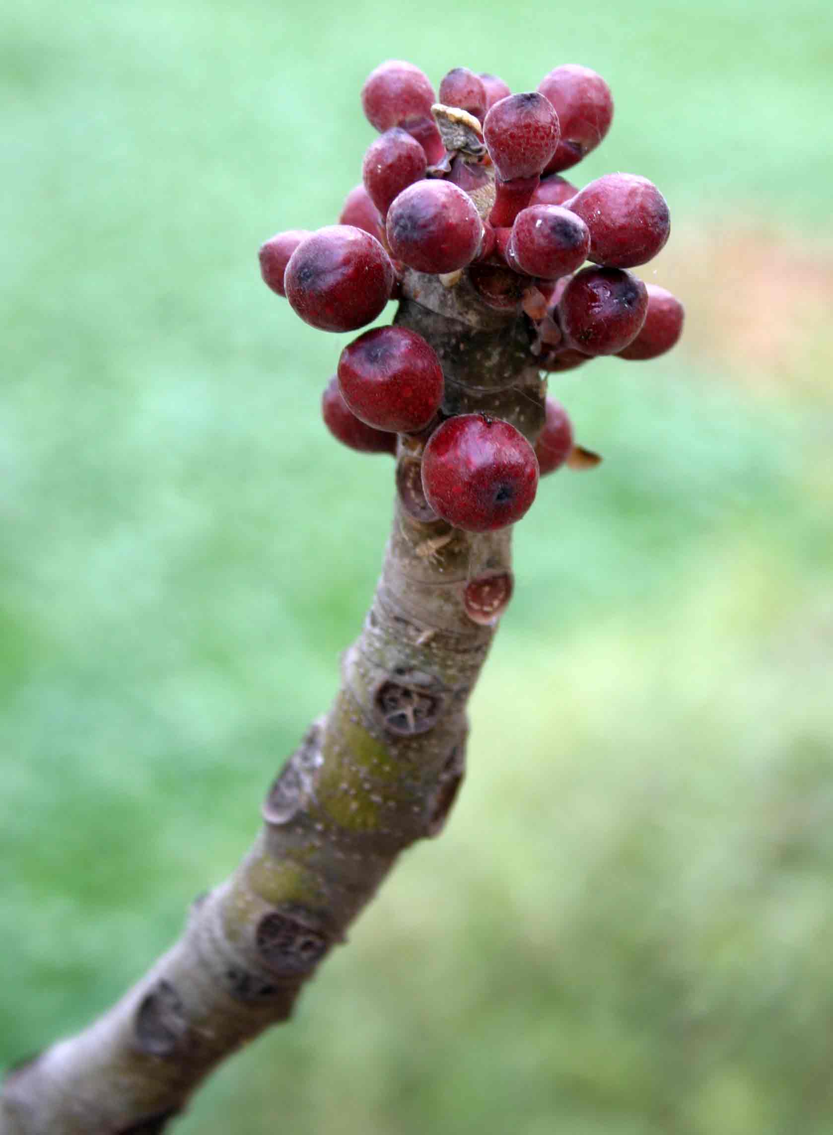 Ficus abutilifolia