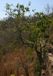 Ficus abutilifolia