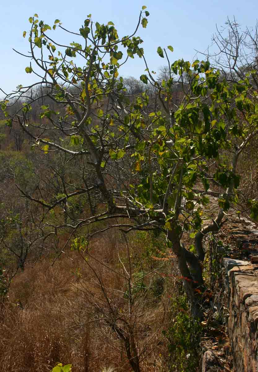 Ficus abutilifolia