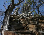 Ficus abutilifolia
