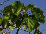Ficus abutilifolia
