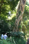 Ficus bubu