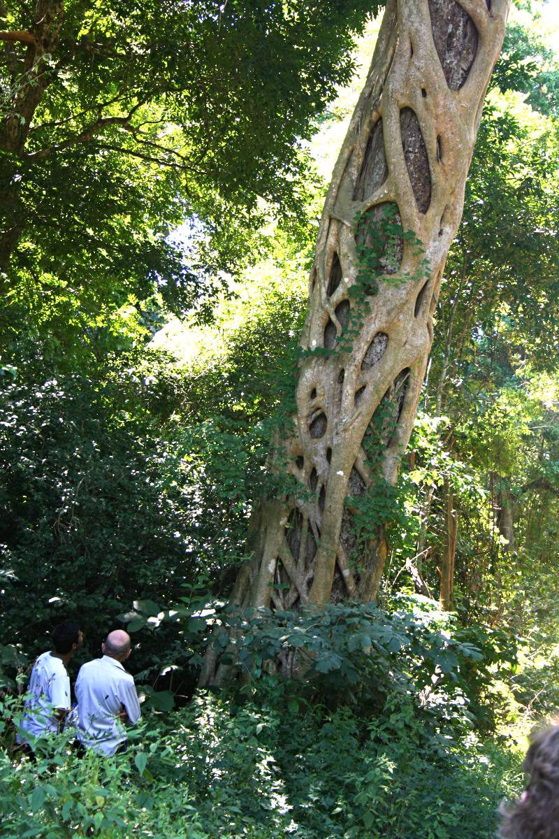 Ficus bubu