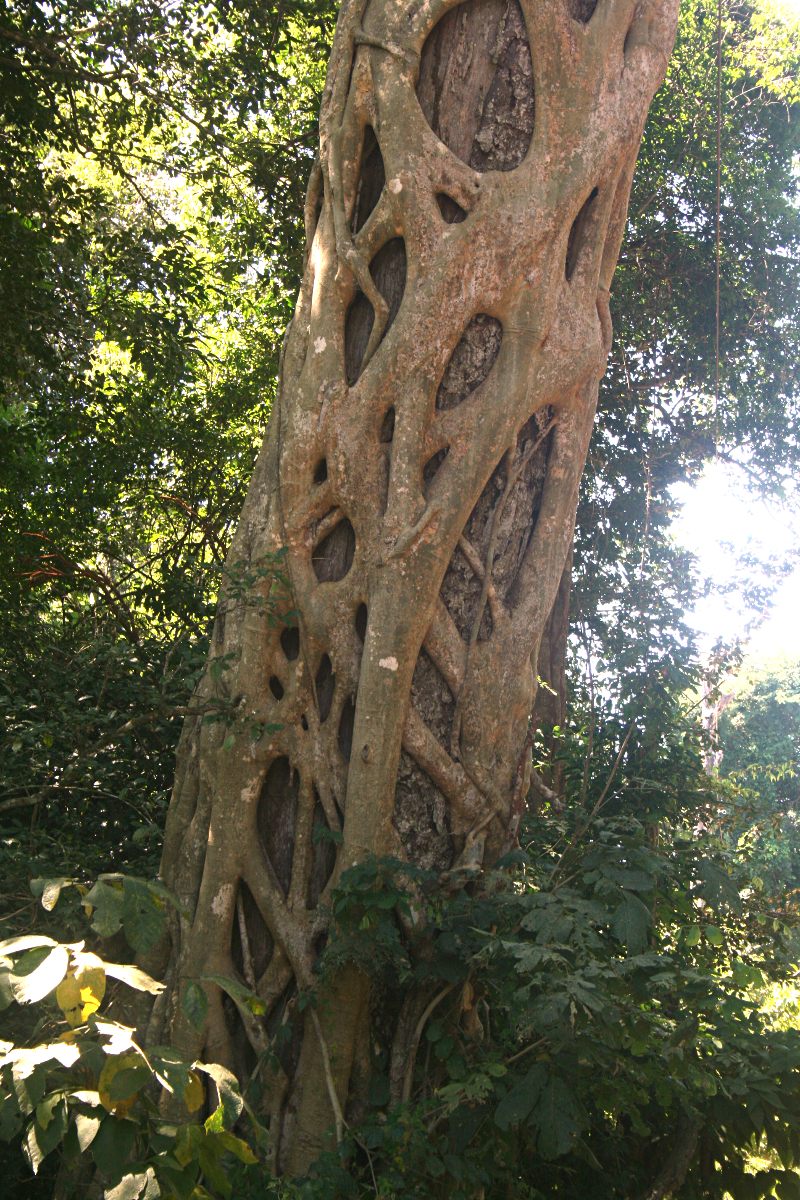 Ficus bubu