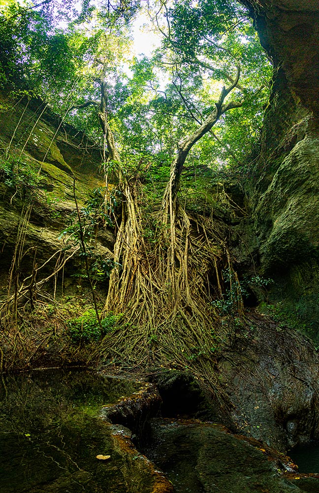 Ficus bubu