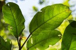 Ficus bubu
