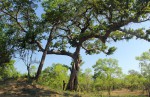 Ficus bussei