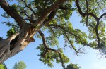 Ficus bussei