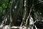 Ficus bussei