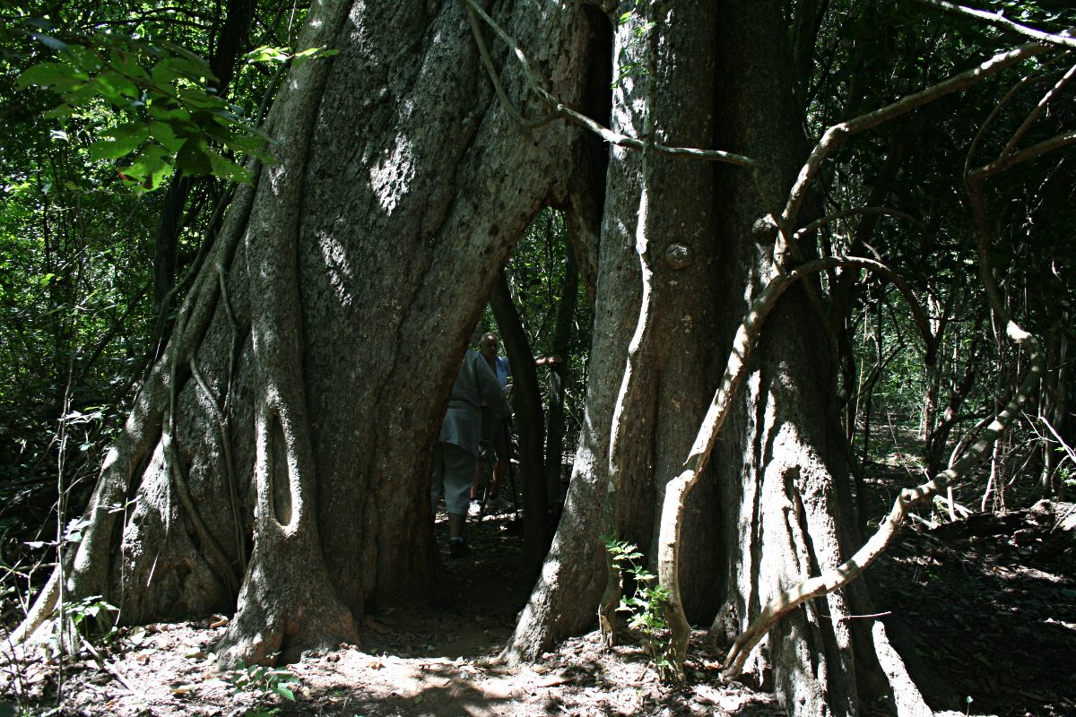 Ficus bussei