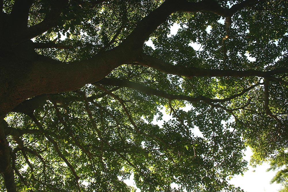 Ficus bussei