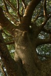 Ficus bussei
