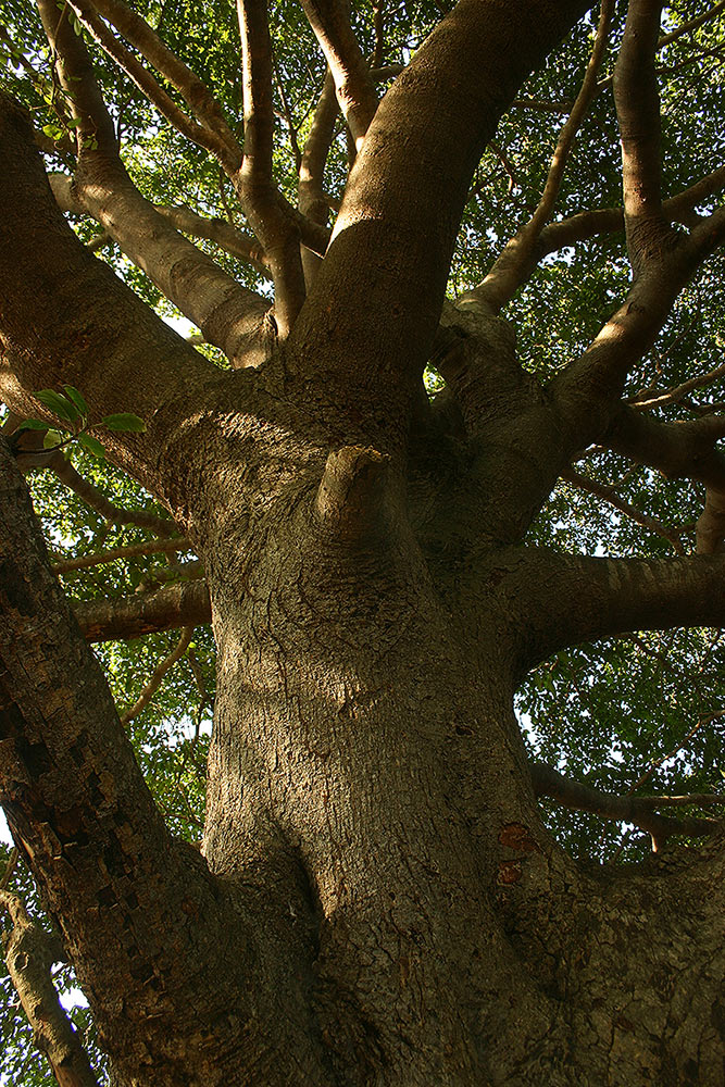 Ficus bussei