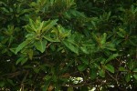 Ficus bussei