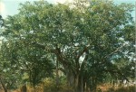 Ficus bussei