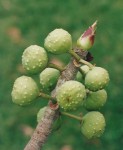 Ficus bussei