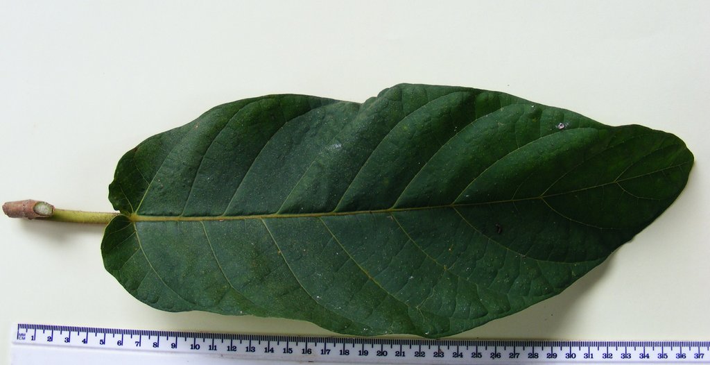 Ficus bussei