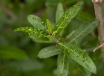 Ficus capreifolia