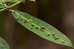 Ficus capreifolia
